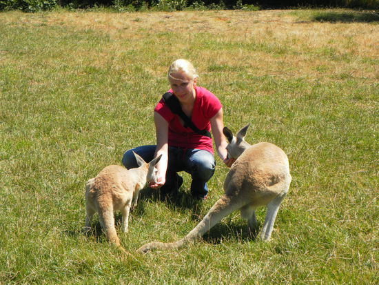 ...und schon sind die "Roos" recht zutraulich...