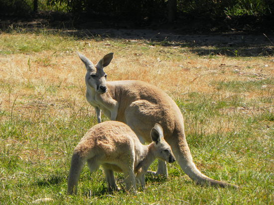 ...auch wenn sie sich mit ein wenig Sicherheitsabstand deutlich wohler fühlen.