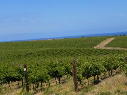 Blick über das McLaren Vale