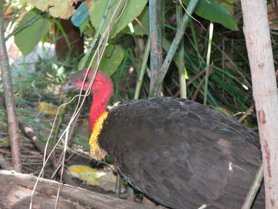 Turkey: Standard-Gast auf jedem Campingplatz. Könnte doch der neue deutsche "Adler" werden, oder?