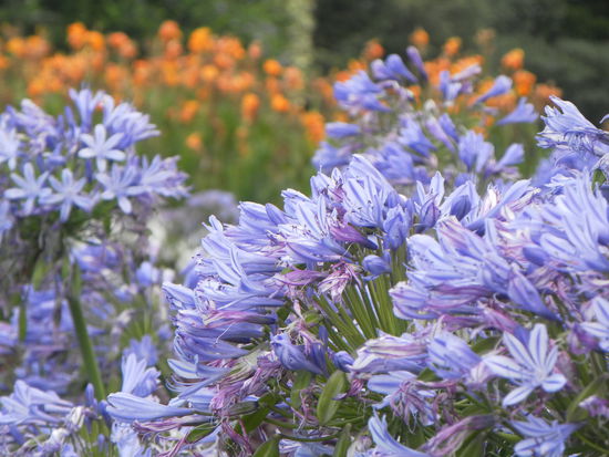 im Botanischen Garten (mal als Kontrast zur deutschen Schneelandschaft für alle Leser zuhause)