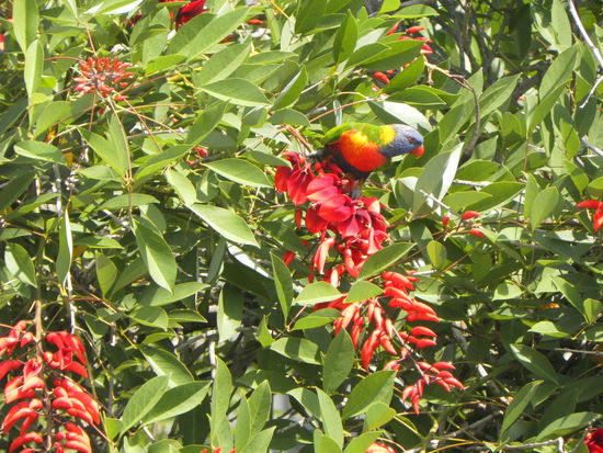 Papagei in Sydney müsste man sein...