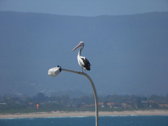 Pelikan in oder über Wollongong