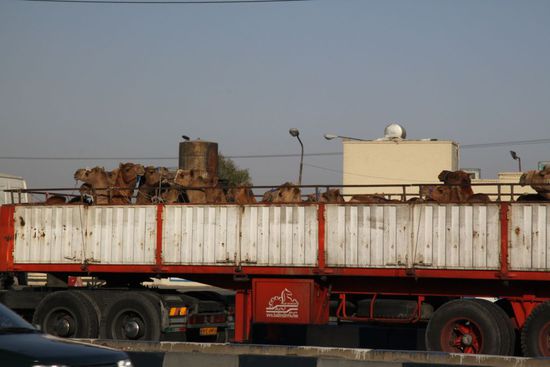 unsere ersten Kamele