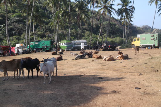 Allmorgendliche Kuhinvasion