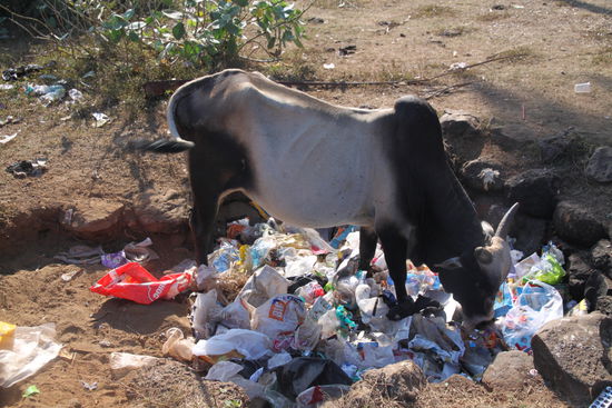 Sie fresssen wirklich ALLES