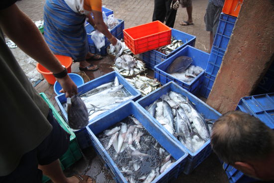 Auf dem Fischmarkt in Canacona