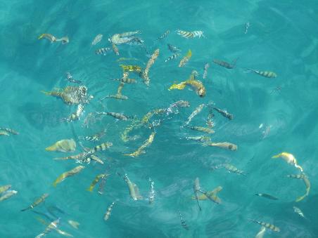 Fischlis