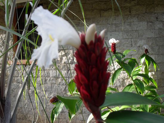 noch ne Blume (hört hört) Beim nächsten Urlaub bringe ich meiner Frau bei, wie man Fotos scharf bekommt...