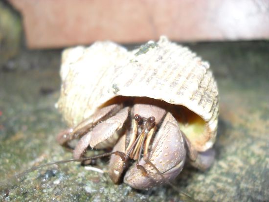 Terrassenbesucher. Was hat da ein Einsiedlerkrebs zu suchen. Wurde ihm das Einsiedeln langweilig?
