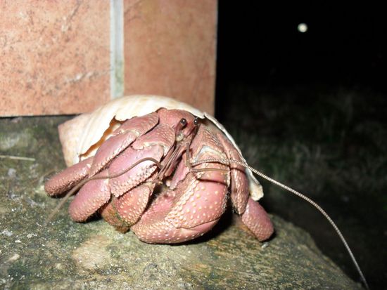 Langweilig kann nicht sein, er brachte noch seinen grossen Kumpel mit. Waren das jetzt Zweisiedlerkrebse?