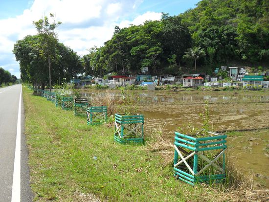 etwas morbide, das im Hintegrund sind Gräber, davor ein Reisfeld