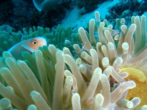 Glasgarnelen und Anemonenfisch