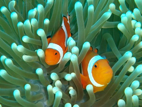 oder auch Clownfisch