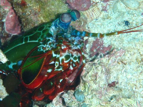 Lobster