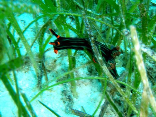 Nacktschnecke