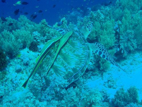 Schildkröte mit Schiffshaltern