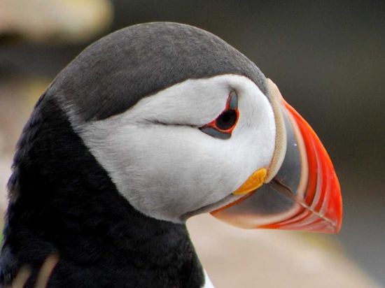 Lundi - Papageitaucher