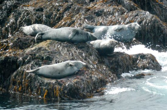 Seehunde auf den Klippen vor dem Vogelfelsen