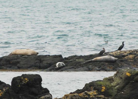 der Miðfjörður ist für seine Seehunde bekannt