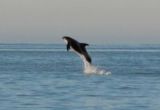 Weißschnauzendelphine