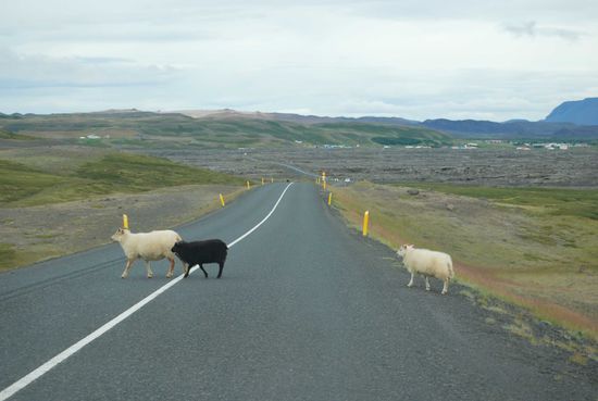 queren einige typische Isländer die Straße