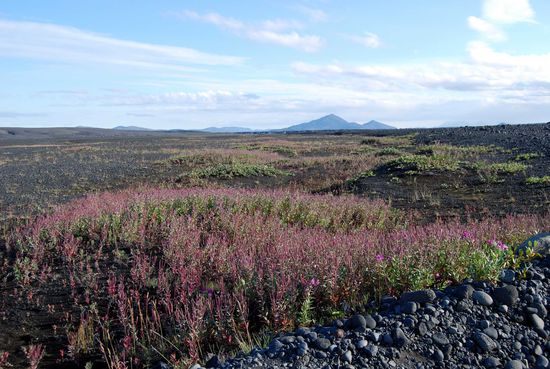 wo Wasser ist blühen Planzen in der Wüste