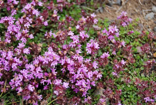 wilder Thymian