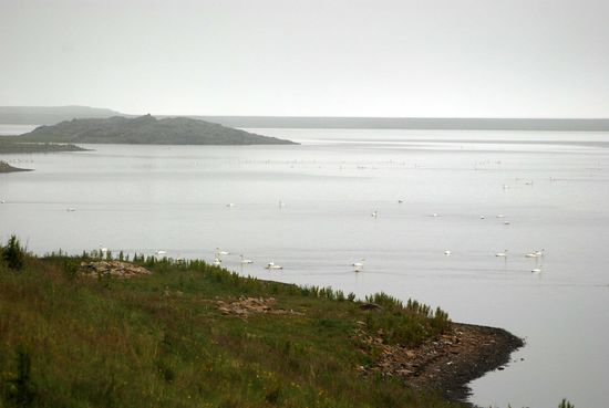 Singschwäne auf dem Lónsfjörður