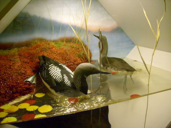 Ausgestopfte Tiere, wie Storlom och Smålom ( Pracht- und Sterntaucher)