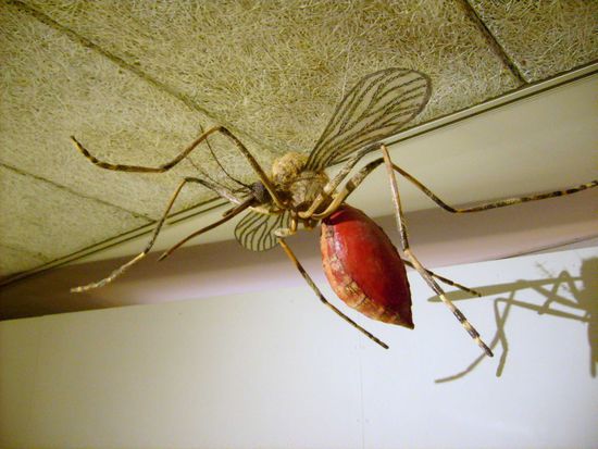 Das Wappentier Lapplands  ,