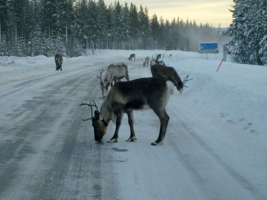 Rentiere auf der Straße
