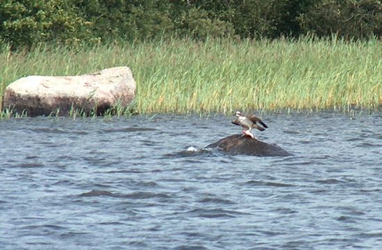 Fischadler bei seiner Mahlzeit