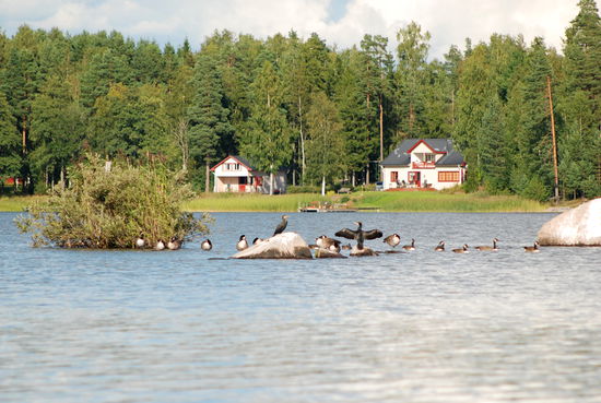 Gänse und Kormorane