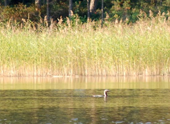 Smålom - Sterntaucher auf dem Mossviken