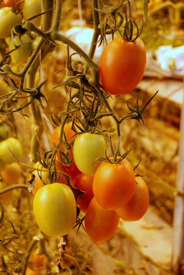 Tomatenzucht im Gewächshaus