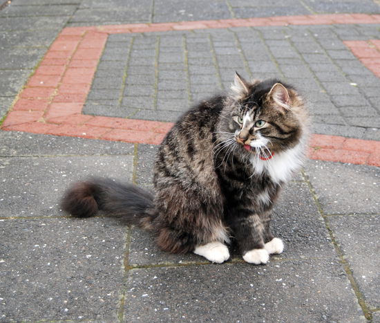 in Reykjavik gibt es viele Katzen, drinnen und draußen