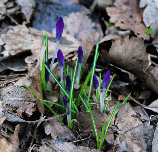 die ersten Frühlingsboten