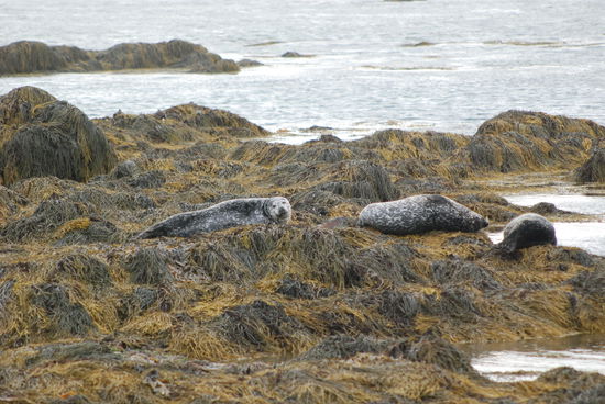 Seehunde bei Ytritunga