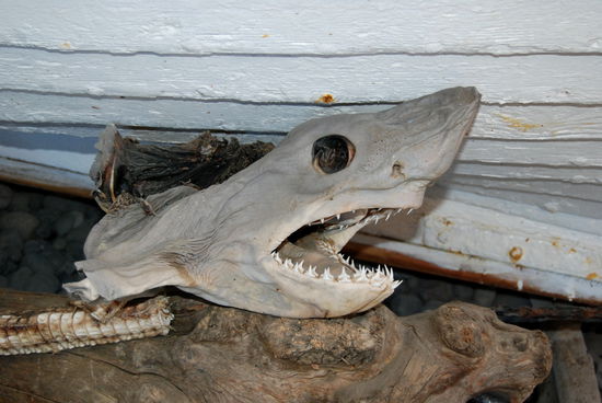 hier wird Hai fermentiert