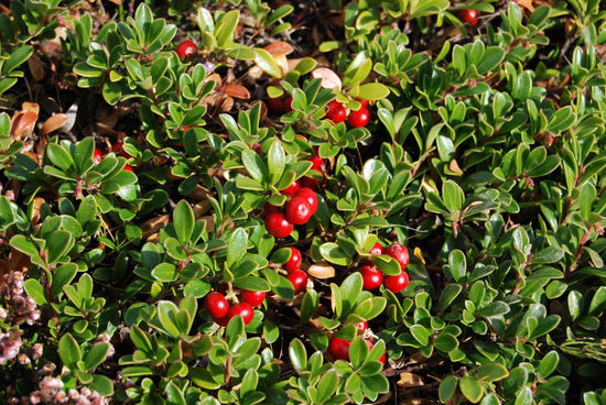 die Preiselbeeren sind reif