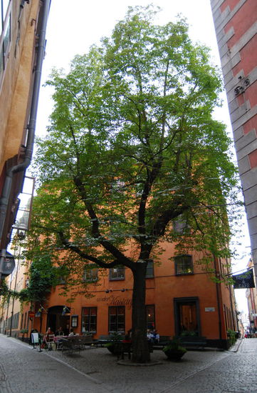 dem Kafé "Under Kastanjen" vorbei,