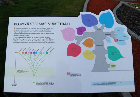 neue Anlage. Stammbaum der Blumen