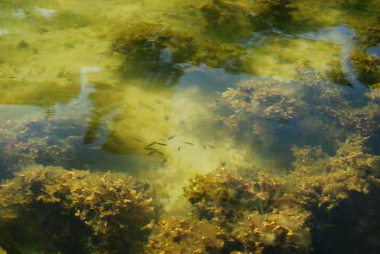 zwischen dem Tang tummelten sich kleine Fischschwärme
