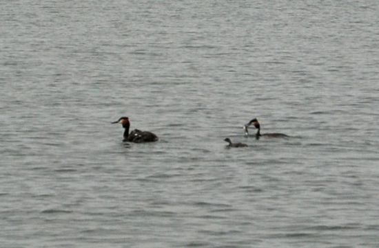 Haubentaucher bei der Ausfahrt