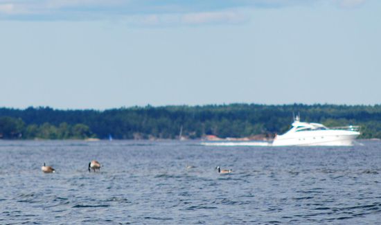 Gänse stehen auf Steinen, die gerade an die Wasseroberfläche reichen