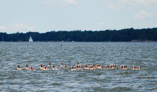 Gänseschwarm auf dem Wasser