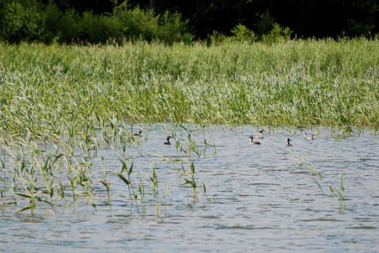 Haubentaucher im Schilf