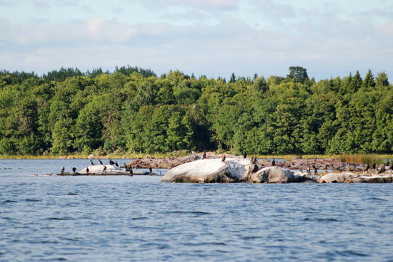 Kormorane auf einer Schäre