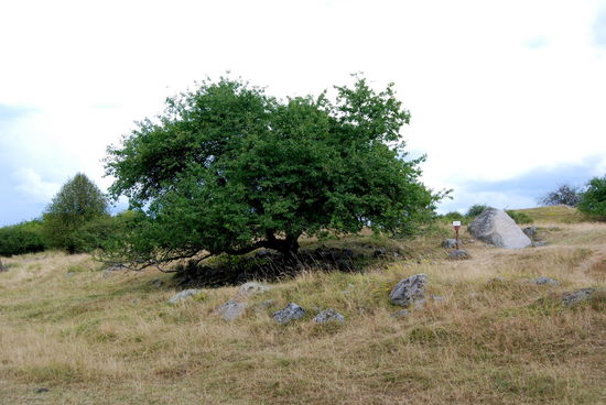 Reste der Landungsbrücken mit